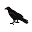 :crow: